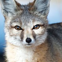 Kit Fox Nackt